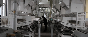 maize germ extraction line.jpg