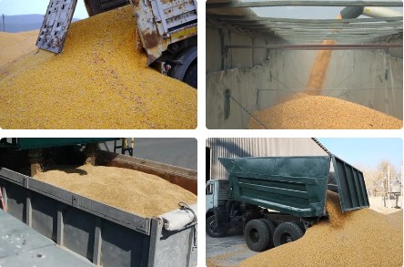 a truckload of maize being delivered to the processing plant