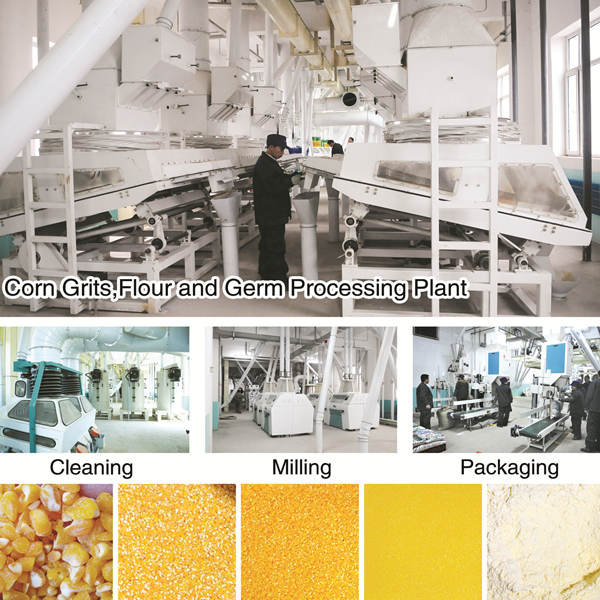 thriving maize flour production facility