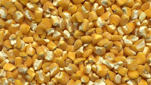  Corn kernel: